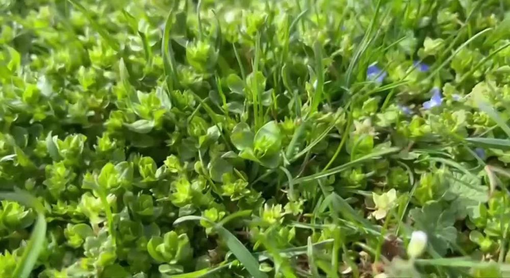 Доброе весеннее утро. Подписывайтесь на "Мелитопольский район"