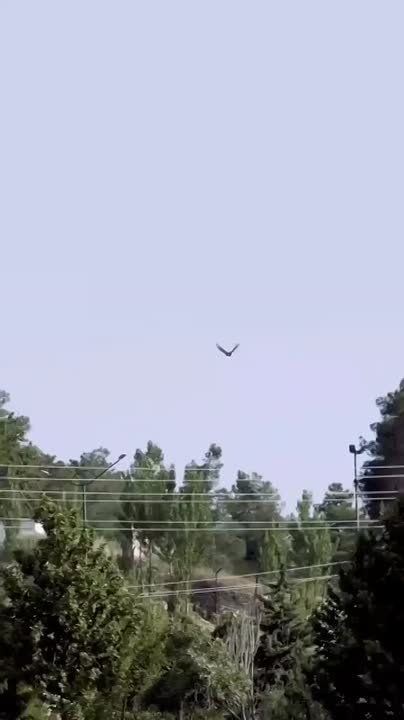 В Иране белоголовый орлан чуть не унес маленькую девочку: