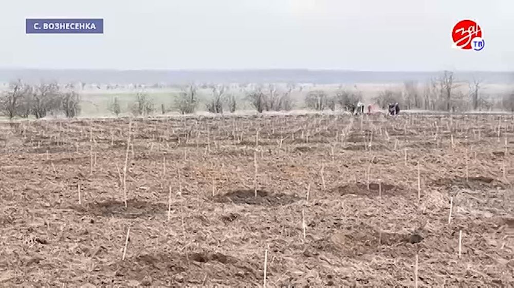 Вокруг Мелитополя появляются новые сады черешни