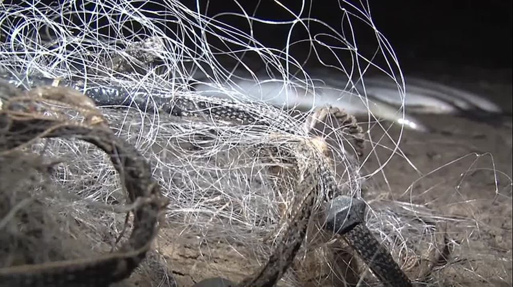 С 1 апреля по 31 мая 2025 года на территории Запорожской области проводится оперативно-профилактическая операция «Путина-2025»