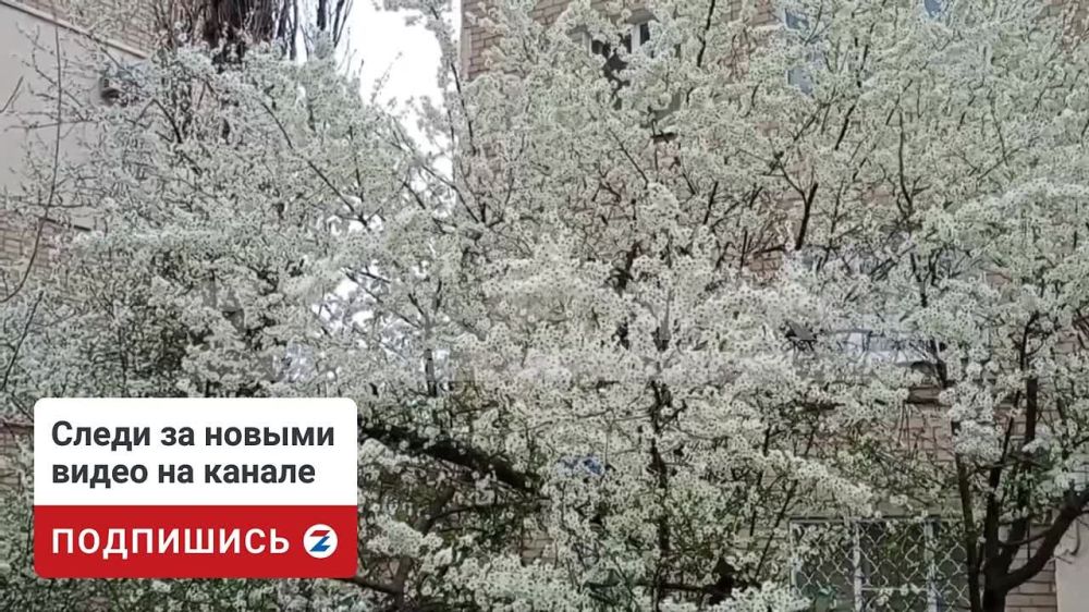 В Мелитополе, как и положено, после абрикоса зацвела вишня