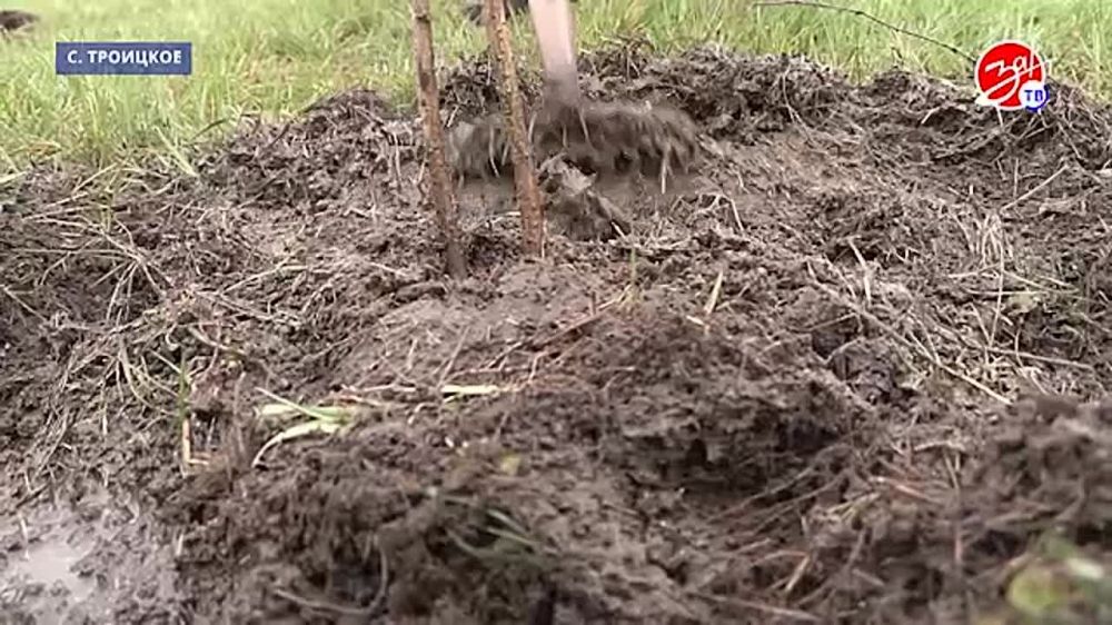 В селе Троицкое Мелитопольского района к 80-летию Победы сотрудники сельского клуба высадили деревья