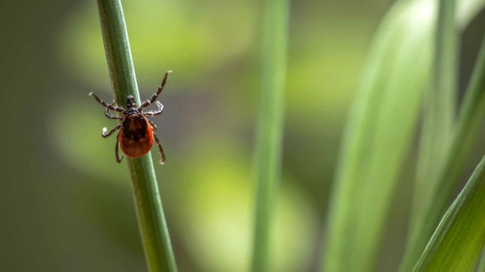 Внимание: клещи!. С наступлением теплого времени года мы особенно активны на природе: гуляем по лесам, паркам, проводим время на даче