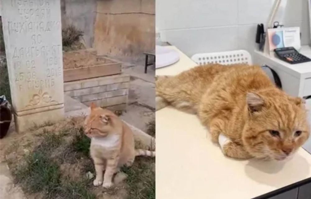  ,      , 