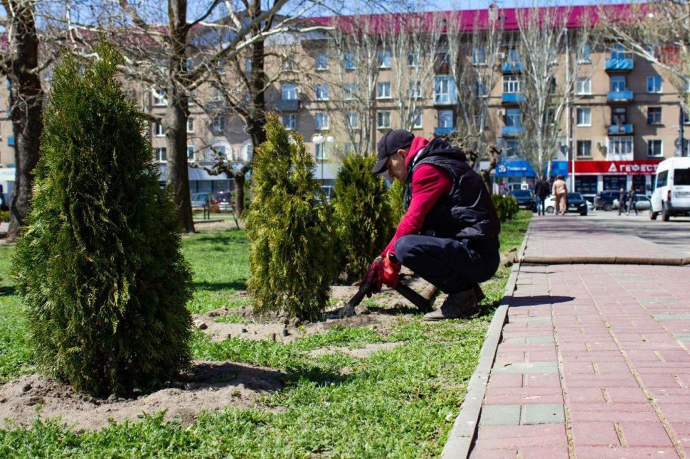 На площади Победы в Мелитополе сотрудники МКУ &quot;Росток&quot; ухаживают за недавно высаженными можжевельниками