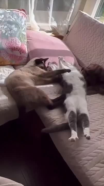   ,  !