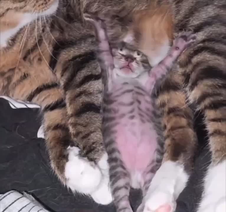   ,  !