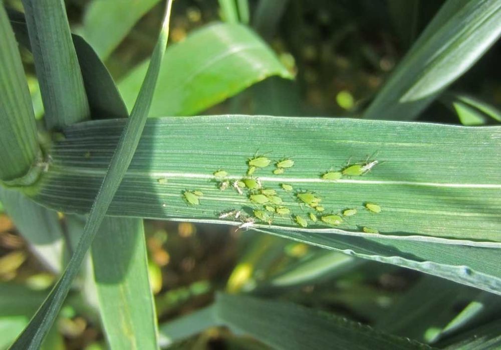 Андрей Сигута: Злаковая тля. Сотрудники Россельхозцентра по Запорожской области при обследовании посевов озимого ячменя выявили очаги заселения злаковой тли