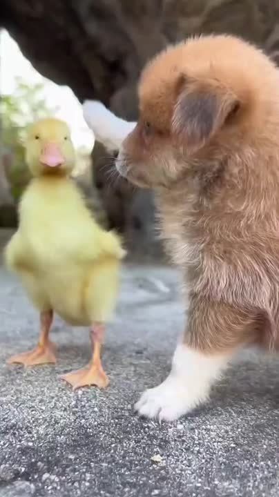   ,  !