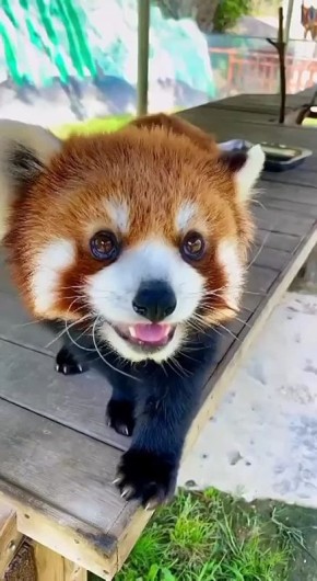   ,  !