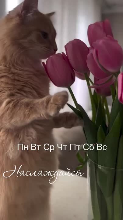  ,  !
