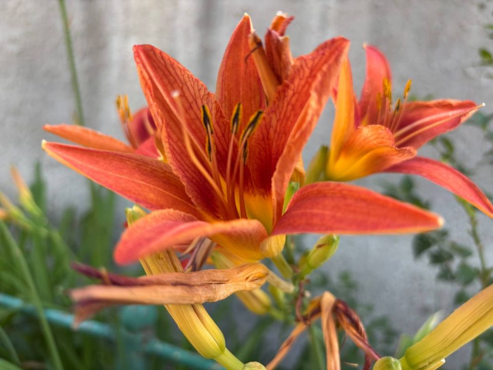 ������ ����. �������������� �� "�������������� �����"