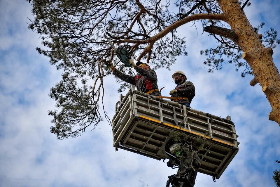 Мелитопольский лесхоз приступил к заготовке древесины