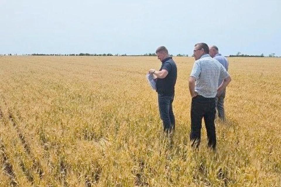 В Запорожской области проверено 8532 гектаров зерновых, технических и плодовых культур