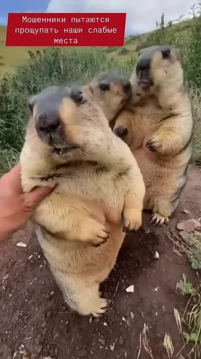 Мошенничество с ботами: как вас могут обмануть