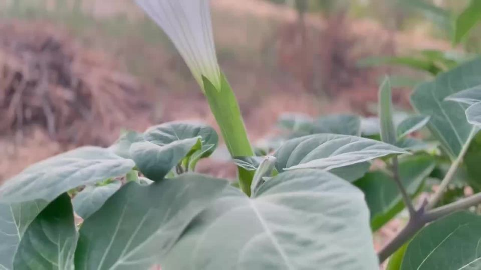 Доброе утро. Дурман — это необычный цветок с ярким и притягательным ароматом, а его цветки часто выглядят загадочно и мистически, они словно манят своим необычным запахом
