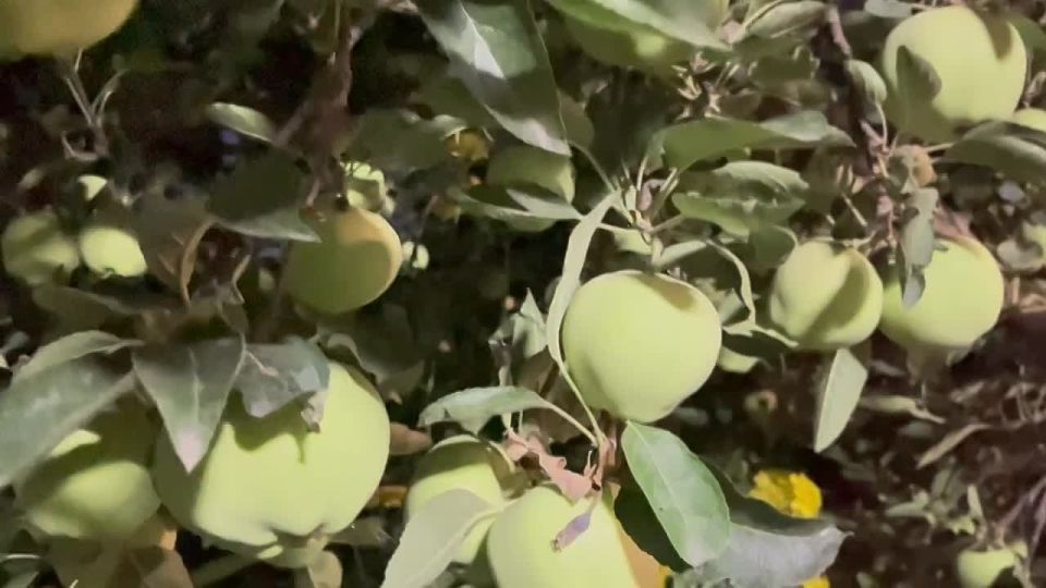 Доброе утро!. Яблоки — это не только вкусный, но и полезный фрукт! Они богаты витаминами, клетчаткой и антиоксидантами