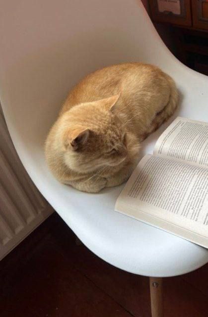 Рыжик объявляет супер-пушистый конкурс рисунков Рыжик объявляет супер-пушистый конкурс рисунков