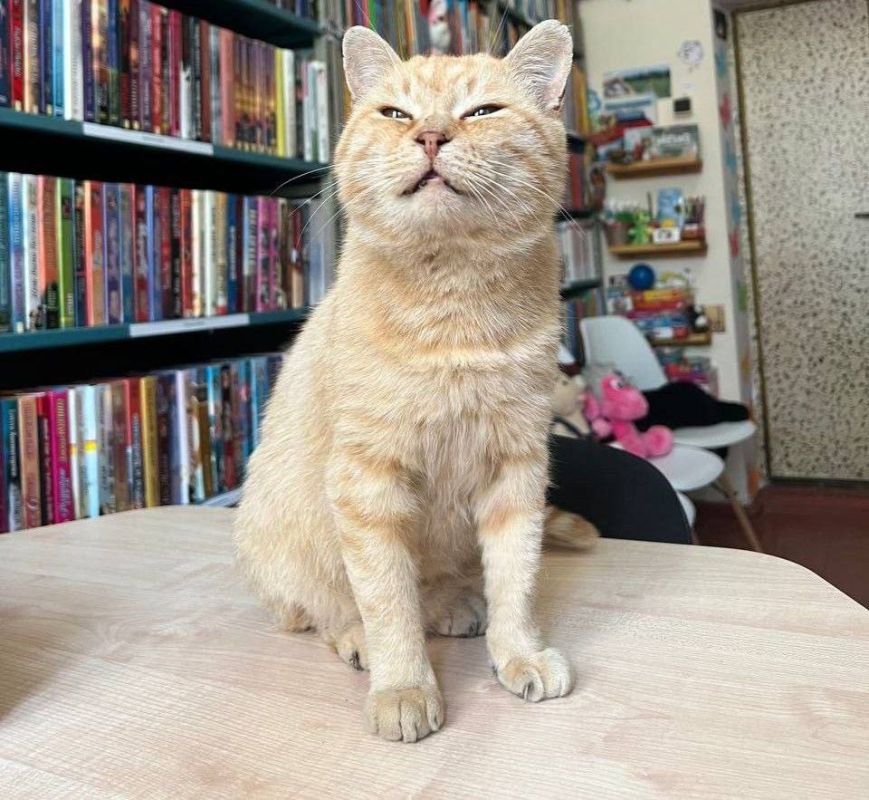 Рыжик объявляет супер-пушистый конкурс рисунков Рыжик объявляет супер-пушистый конкурс рисунков