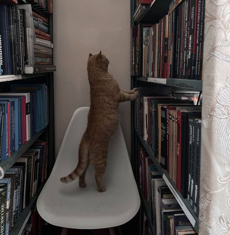 Рыжик объявляет супер-пушистый конкурс рисунков Рыжик объявляет супер-пушистый конкурс рисунков