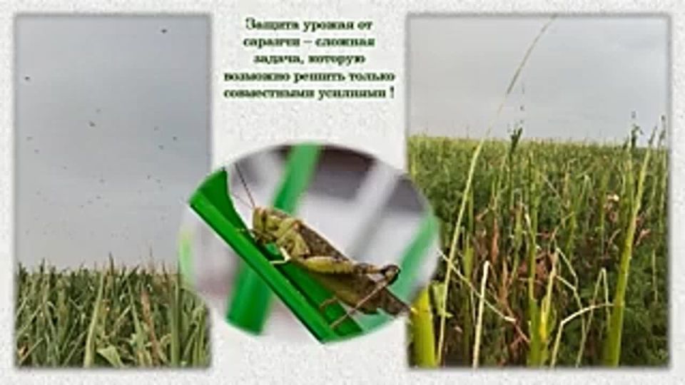 Сообщаем , что сотрудники Филиала ФГБУ «Россельхозцентр» проводят постоянный мониторинг численности саранчи в Запорожской области!