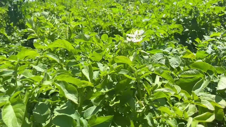 Доброе утро!. Помидоры — это не только вкусный, но и полезный продукт