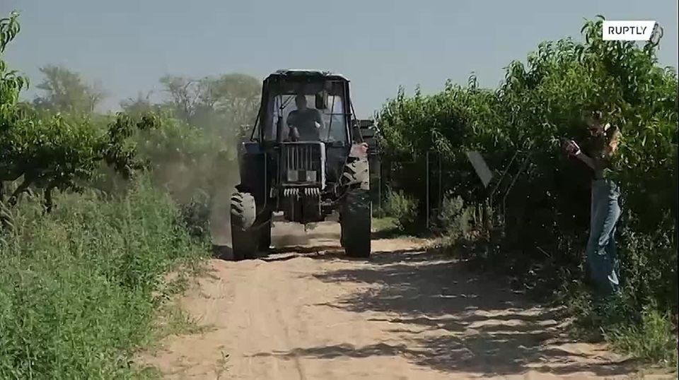 «Свежий воздух, сочный персик, аромат в саду»: нет, это не Италия — Мелитополь!