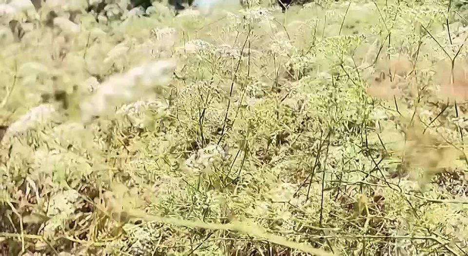 Доброе утро!. Пусть сегодня всё складывается легко, мысли будут ясными, а настроение - светлым, как утреннее солнце