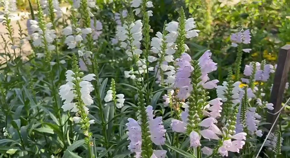 Доброе утро!. Пусть тёплые летние дни и яркие краски цветов наполняют сердце радостью