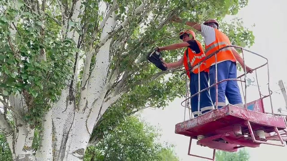 Мероприятия по благоустройству: обрезка деревьев