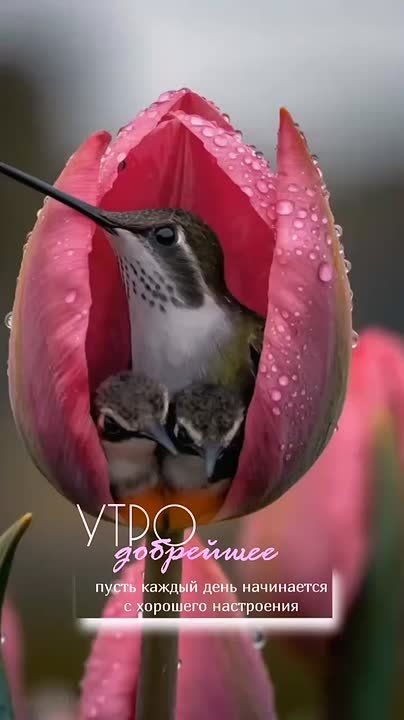 Доброе утро.. Пусть каждый день начинается с хорошего настроения