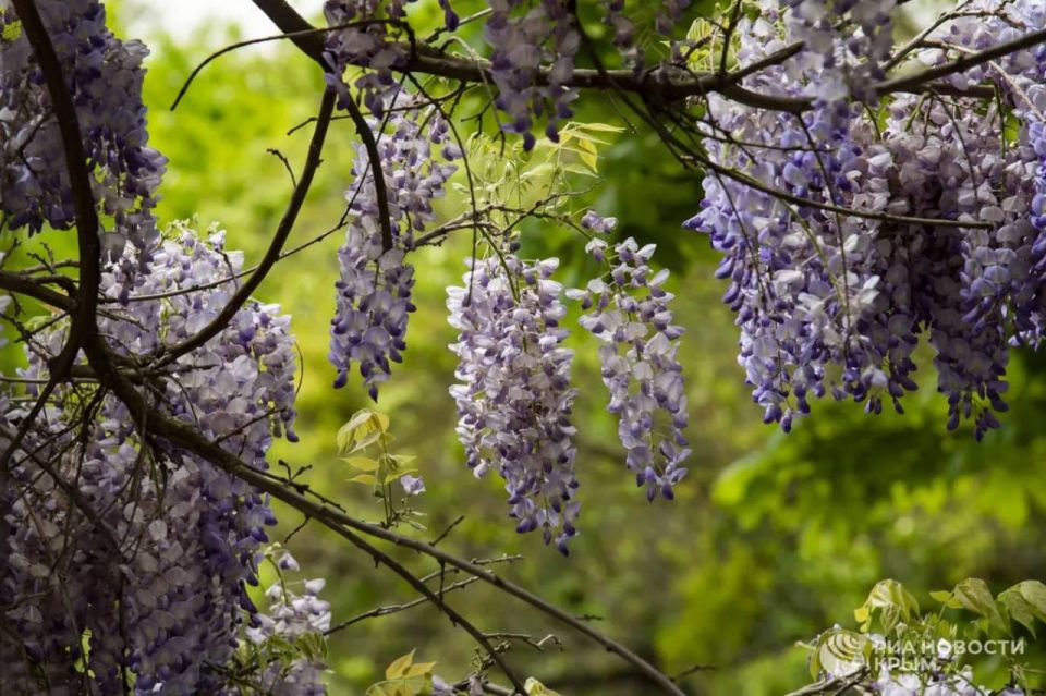 Погода на новых территориях России