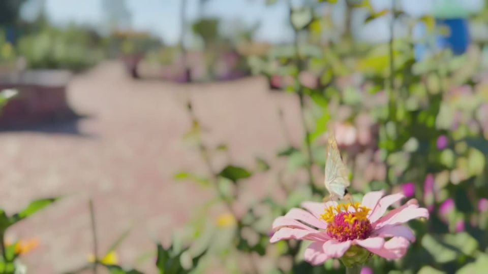 Утром бабочка проснулась,. Улыбнулась, потянулась