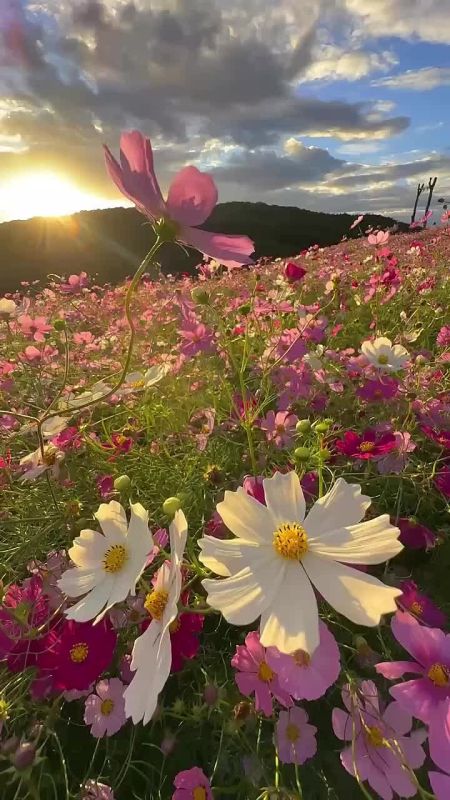 Доброе утро Последние дни лета — как мягкие штрихи на картине: в них ещё тепло солнца, но уже ощущается дыхание осени