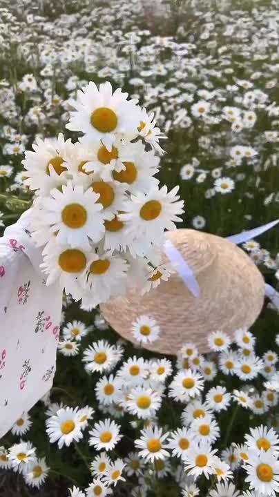 Доброе утро!. Пусть ваше утро начнётся легко, как дуновение ветерка над ромашковым полем