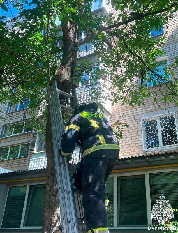 В Мелитополе спасатели МЧС России помогли снять кота с дерева