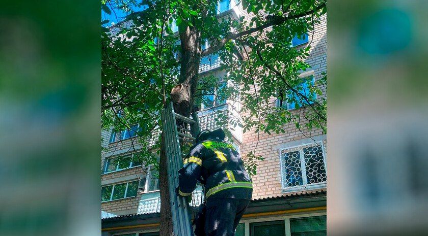 В Мелитополе сотрудники МЧС спасли кота, застрявшего на дереве