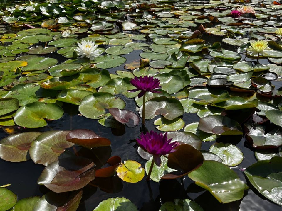 Доброе утро! Пусть этот день расцветёт как лотос: чистым сердцем, лёгкой улыбкой и стойкостью — даже через тёмную воду к свету Доброе утро! Пусть этот день расцветёт как лотос: чистым сердцем, лёгкой улыбкой и стойкостью — даже через тёмную воду к свету