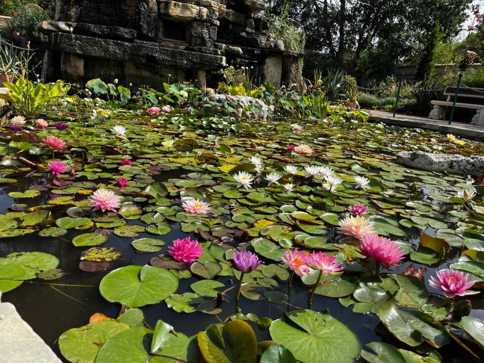Доброе утро! Пусть этот день расцветёт как лотос: чистым сердцем, лёгкой улыбкой и стойкостью — даже через тёмную воду к свету Доброе утро! Пусть этот день расцветёт как лотос: чистым сердцем, лёгкой улыбкой и стойкостью — даже через тёмную воду к свету
