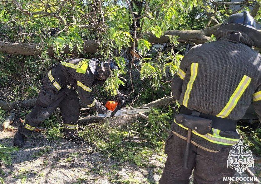 Дерево упало на автомобиль в Мелитополе