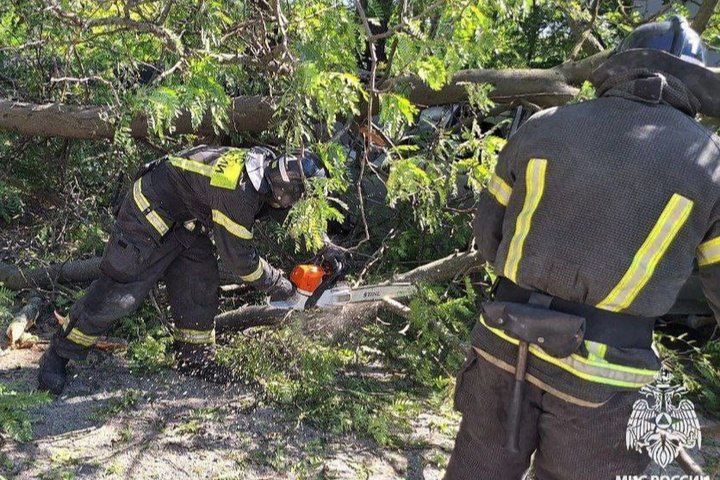 В Мелитополе на автомобиль упало дерево