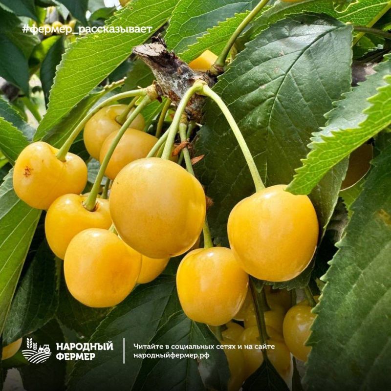 ������ � ����� � ���������� ��� �� ����������