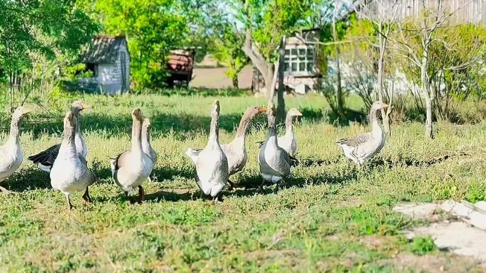 Доброе утро!. Критик-гусь гроза поэта