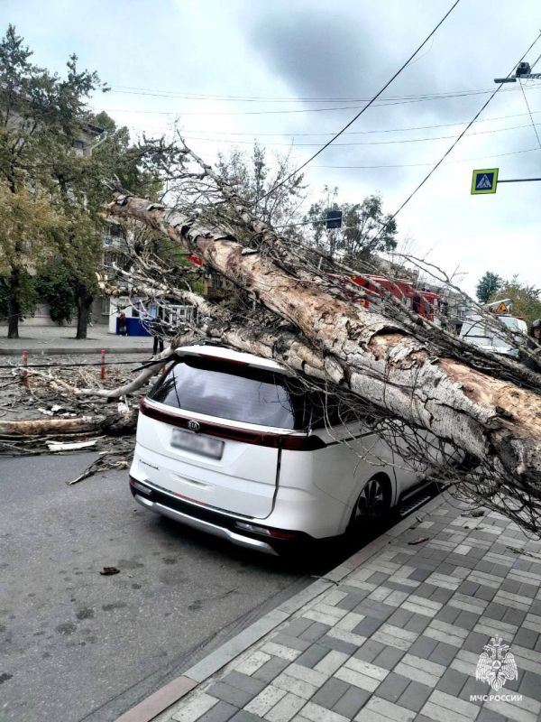 В Мелитополе дерево упало на иномарку