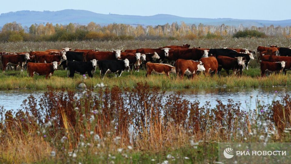 Погода на новых территориях России