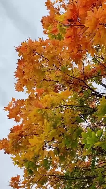 Пусть удача сопутствует на каждом шагу!