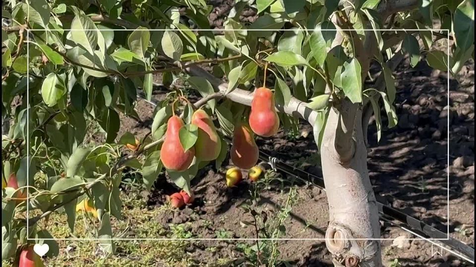 Доброе утро, суббота!. Сегодня — сбор яблок и груш