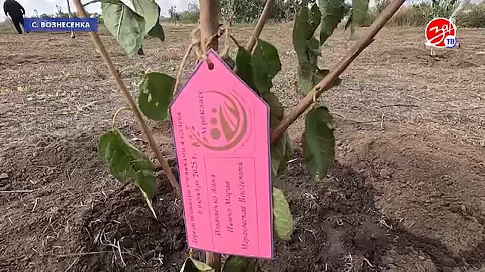 В школе села Вознесенка ко Дню учителя высадили плодовый сад