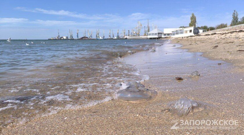 В Азовском море зафиксировали рекорд солености воды