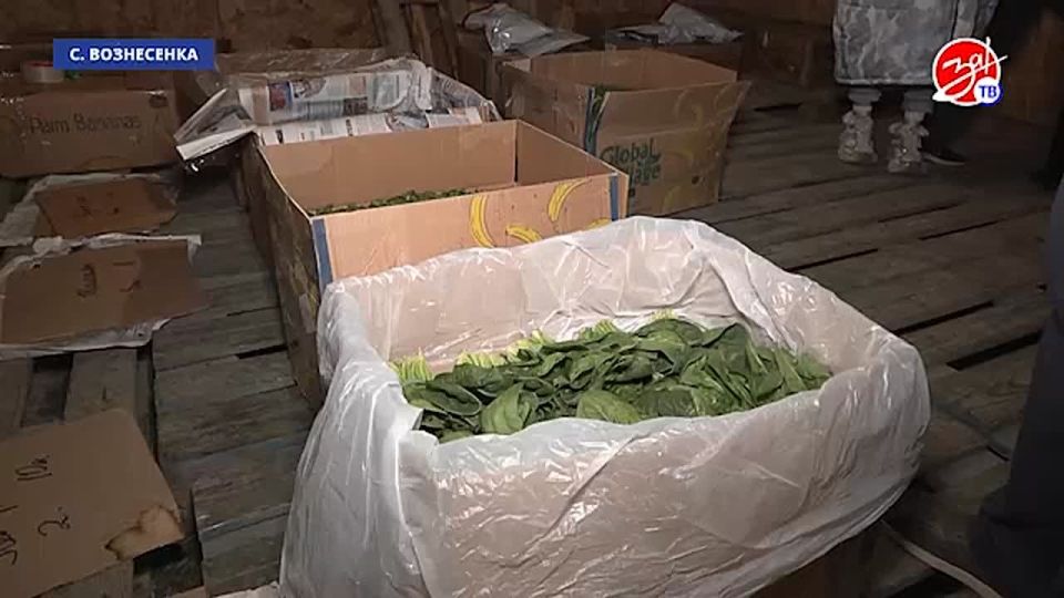 Как в Запорожской области проверяют зеленные культуры перед экспортом в другие страны?